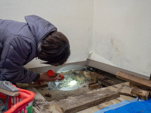 Trusted Fostoria, OH Mold Removal Experts
